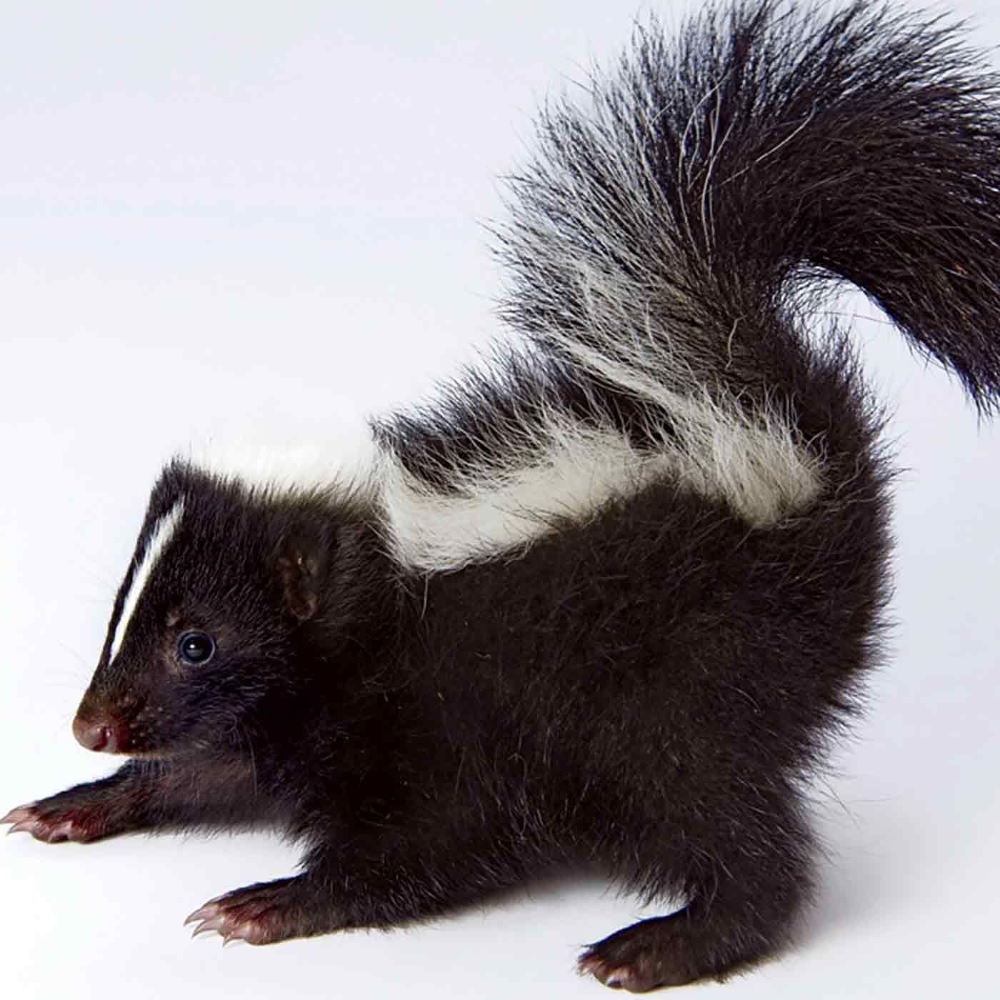 Skunk