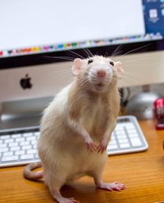 How smart are rats