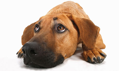 Smell? What smell? Photograph: Alamy