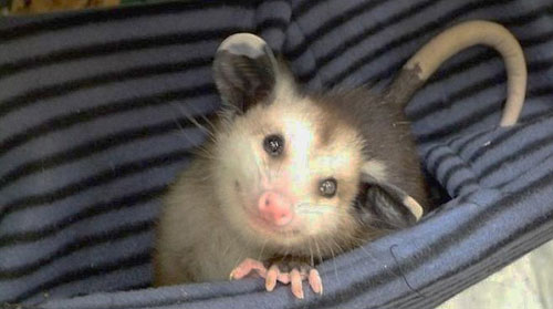 Opossum Rescue is a thing.