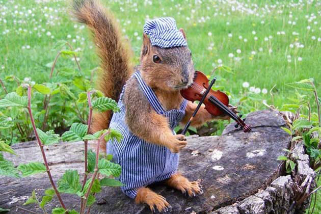 Sneezy Squirrel is on Animal Radio