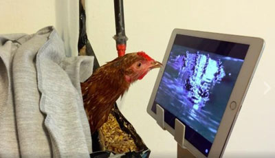 Strawberry the Chicken watches TV