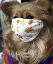 Swine Flu and your Dog