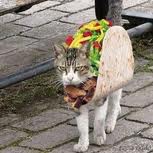 Taco Cat