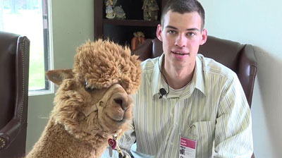 Therapy Alpacas.really.