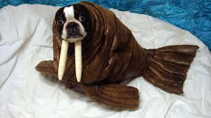 Halloween costumes for pets